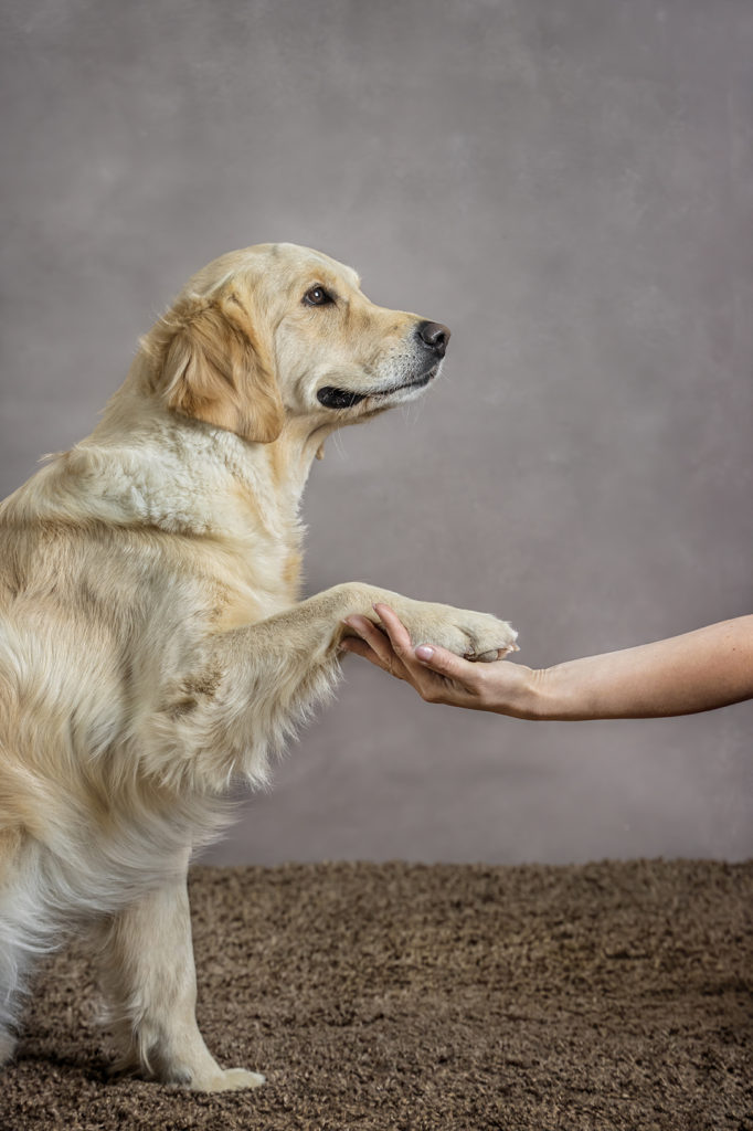 Terápiás kutya és felvezetője képzés